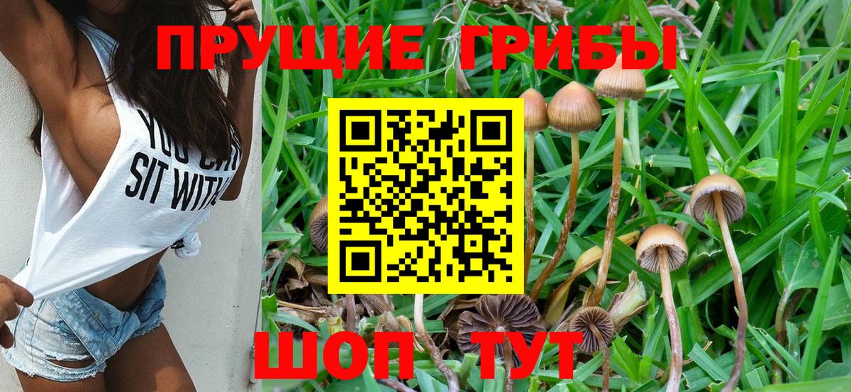 Галлюциногенные грибы Psilocybine cubensis  Псилоцибиновые грибы прущие грибы  Вход с VPN  Бутурлиновка 